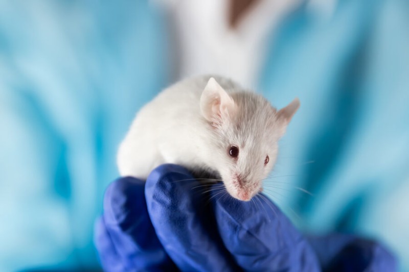 

Ученые обратили вспять диабет 1-го типа у&nbsp;мышей

