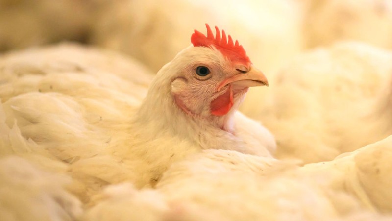 

Ученые выяснили, что курицы краснеют от злости и радости

