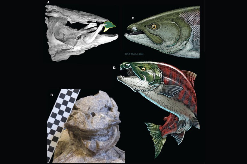 

Ученые выяснили, что у&nbsp;гигантских древних лососей росли бивни

