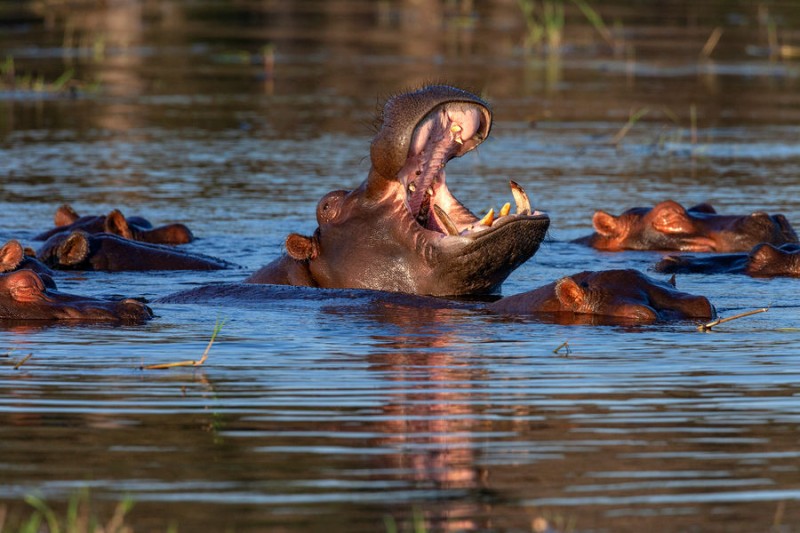 

Засуха в&nbsp;Ботсване угрожает уничтожить стада вымирающих бегемотов

