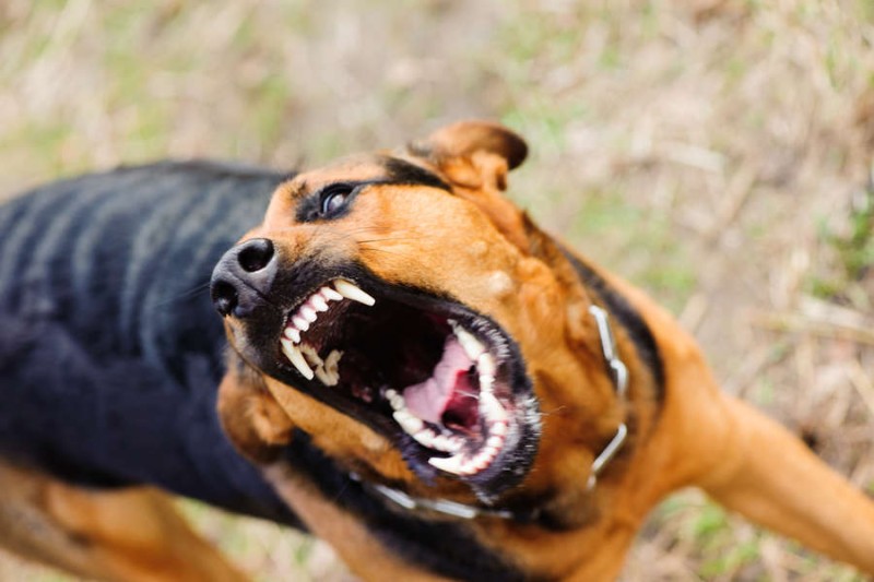 

Ученые назвали причину внезапных вспышек ярости у&nbsp;собак

